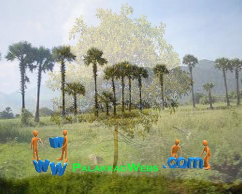 Palakkad Webs